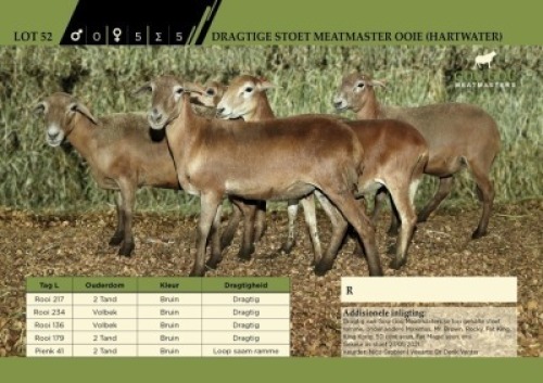 5 x Dragtige Stoet Meatmaster Ooie (Hartwater)