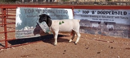 1X DORPER OOI/EWE - T5
