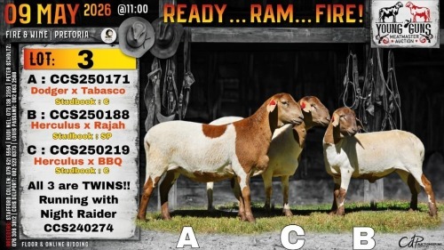 WITHDRAWN - 1 X MEATMASTER RECORDED EWE Collen Boerdery