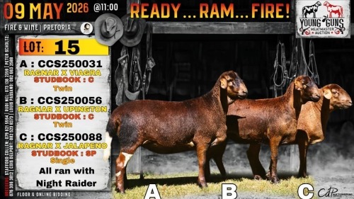 1 X MEATMASTER RECORDED EWE Collen Boerdery