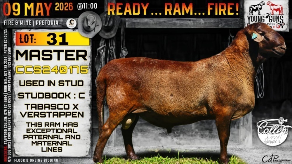 1 X MEATMASTER RECORDED RAM Collen Boerdery YOUNG GUNS MEATMASTER ...