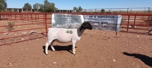 1X DORPER OOI/EWE - T5