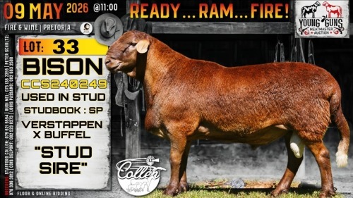 1 X MEATMASTER RECORDED RAM Collen Boerdery