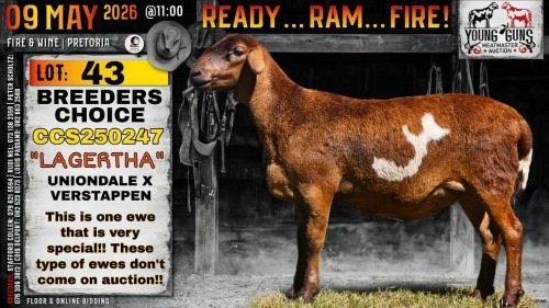 1 X MEATMASTER RECORDED EWE Collen Boerdery
