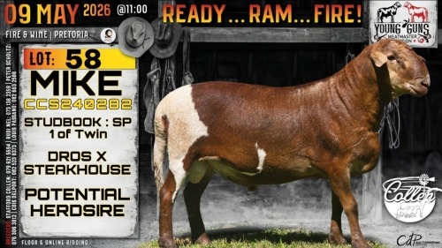 1 X MEATMASTER RECORDED RAM Collen Boerdery