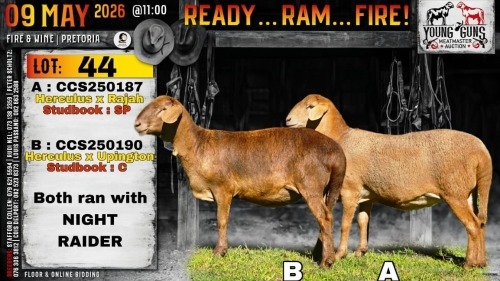 1 X MEATMASTER RECORDED PREGNANT EWE Collen Boerdery