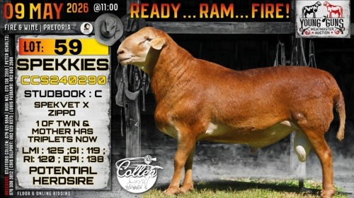 1 X MEATMASTER RECORDED RAM Collen Boerdery