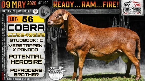 1 X MEATMASTER RECORDED RAM Collen Boerdery