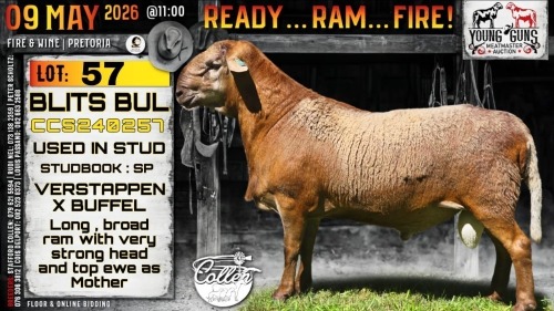 1 X MEATMASTER RECORDED RAM Collen Boerdery