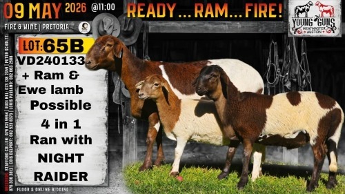 1+1 X MEATMASTER RECORDED EWE Collen Boerdery