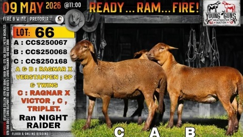 1+3 X MEATMASTER RECORDED PREGNANT EWE Collen Boerdery