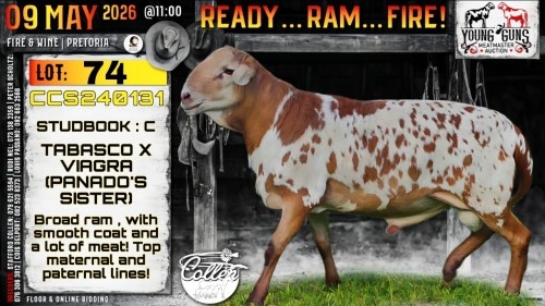 1 X MEATMASTER RECORDED RAM Collen Boerdery