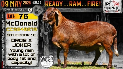 1 X MEATMASTER RECORDED RAM Collen Boerdery