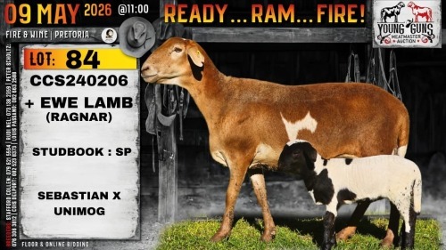 1+1 X MEATMASTER RECORDED EWE Collen Boerdery
