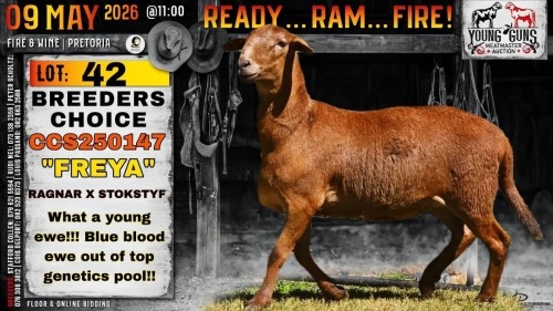 1 X MEATMASTER RECORDED EWE Collen Boerdery