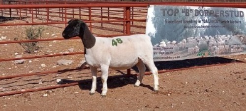 1X DORPER OOI/EWE - T5