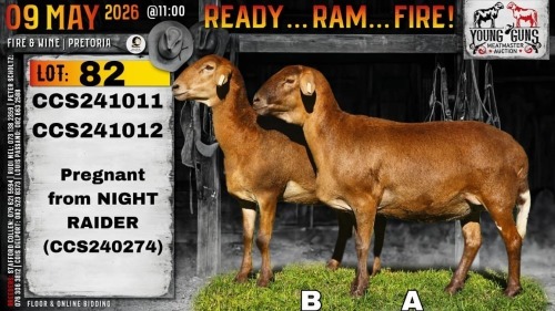 1 X MEATMASTER NOT RECORDED EWE Collen Boerdery