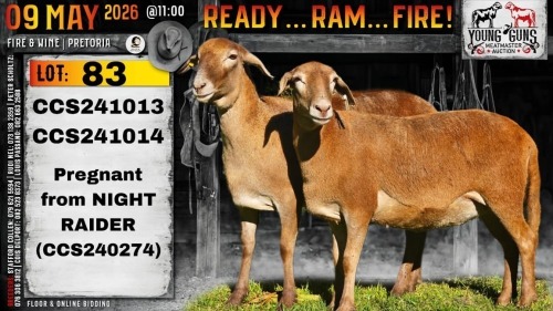 1 X MEATMASTER NOT RECORDED EWE Collen Boerdery