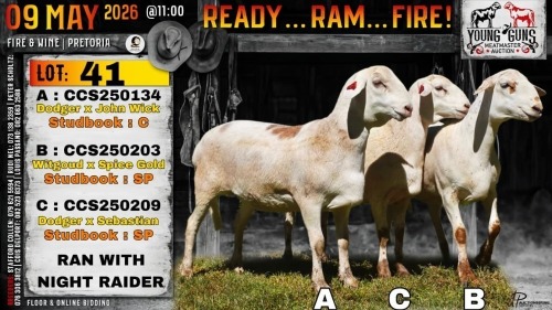 1 X MEATMASTER RECORDED EWE Collen Boerdery