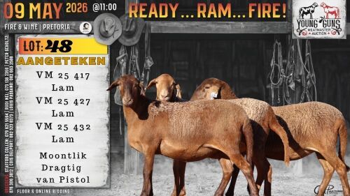1 X MEATMASTER RECORDED EWE Vrede Meatmasters