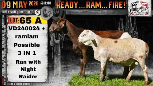 1+2 X MEATMASTER RECORDED EWE Collen Boerdery