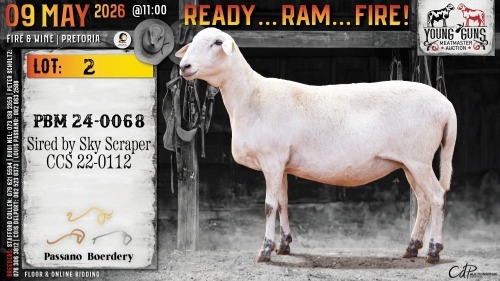 1 X MEATMASTER RECORDED EWE Passano Boerdery