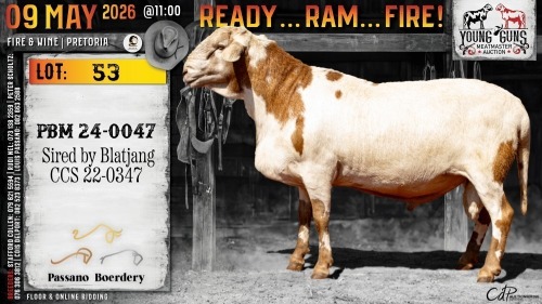 1 X MEATMASTER RECORDED RAM Passano Boerdery