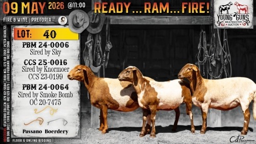 1 X MEATMASTER NOT RECORDED PREGNANT EWE Passano Boerdery