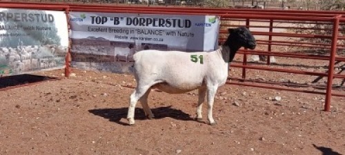 1X DORPER OOI/EWE - T5
