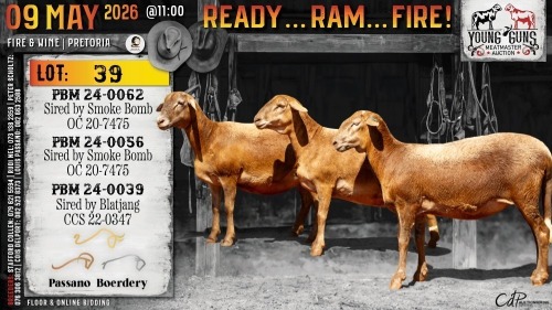 1 X MEATMASTER RECORDED PREGNANT EWE Passano Boerdery