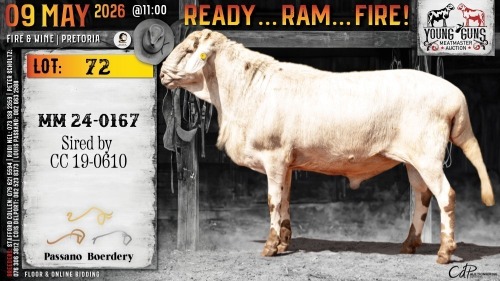 1 X MEATMASTER RECORDED EWE Passano Boerdery