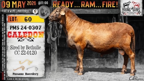1 X MEATMASTER NOT RECORDED RAM Passano Boerdery