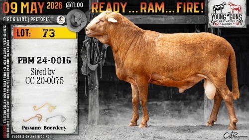 1 X MEATMASTER RECORDED RAM Passano Boerdery