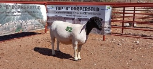 1X DORPER OOI/EWE - T5