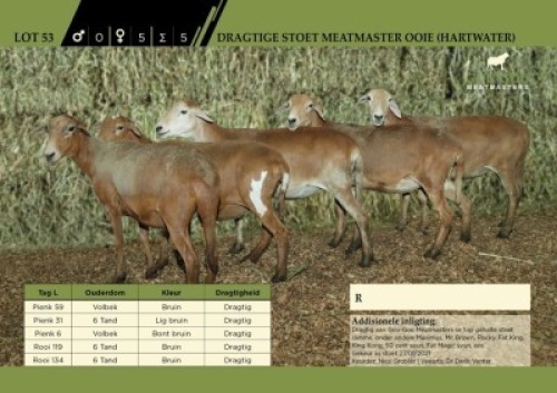5 x Dragtige Stoet Meatmaster Ooie (Hartwater)