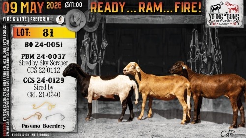 1+1 X MEATMASTER RECORDED EWE Passano Boerdery