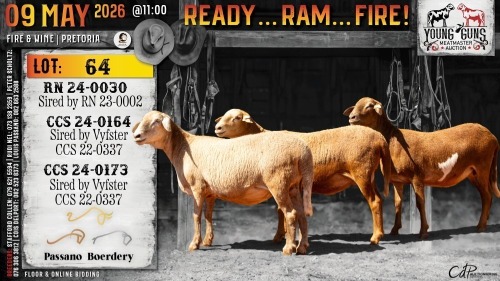 1+1 X MEATMASTER RECORDED EWE Passano Boerdery