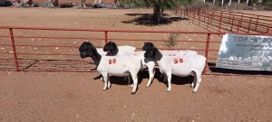 5X DORPER OOI/EWE - KUDDE/FLOCK (PER PIECE TO TAKE THE LOT)