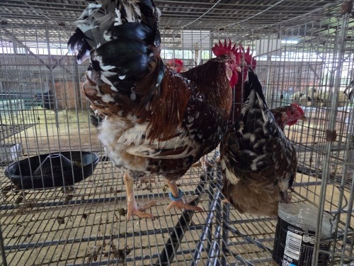 2 X BOSCHVELDER ROOSTER & HEN TIEGERPOORT DORPERS (PAY PER ANIMAL TO TAKE THE LOT)