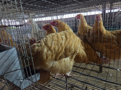 3 X BUFF ORPINGTON ROOSTER & HEN SELLO BOPAPE (PAY PER ANIMAL TO TAKE THE LOT)