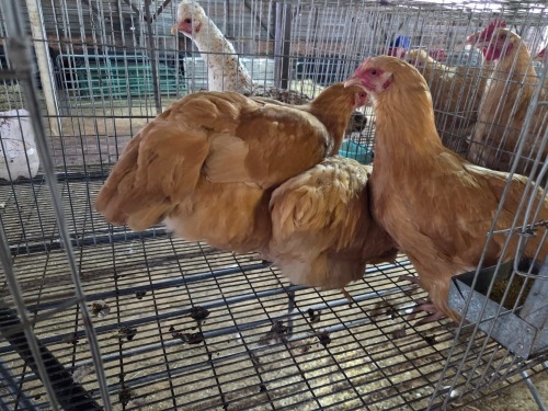 3 X BUFF ORPINGTON ROOSTER & HEN SELLO BOPAPE (PAY PER ANIMAL TO TAKE THE LOT)