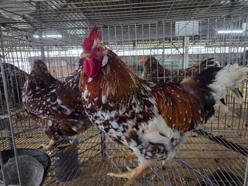 2 X BOSCHVELDER ROOSTER & HEN TIEGERPOORT DORPERS (PAY PER ANIMAL TO TAKE THE LOT)