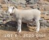 1X EWE JC200101 JANCOR IDF STOET