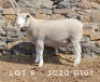 1X EWE JC200101 JANCOR IDF STOET