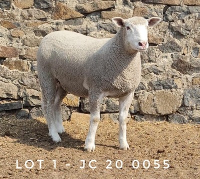 1X EWE JC200055 JANCOR IDF STOET