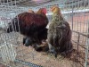3 X GOLDEN PARTRIDGE BRAHMA ROOSTER & HEN ADEO CLOETE (PAY PER ANIMAL TO TAKE THE LOT)