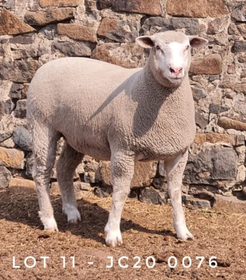 1X EWE JC200076 JANCOR IDF STOET