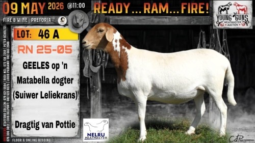 1+1 X MEATMASTER RECORDED PREGNANT EWE Nelru Meatmasters