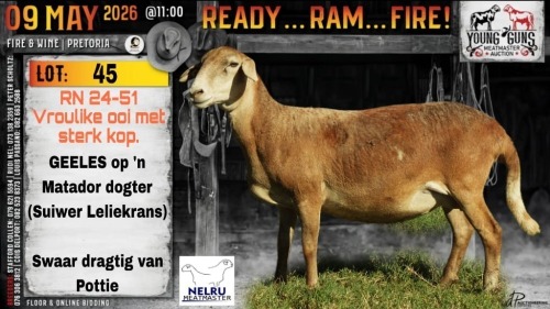1+1 X MEATMASTER RECORDED EWE Nelru Meatmasters