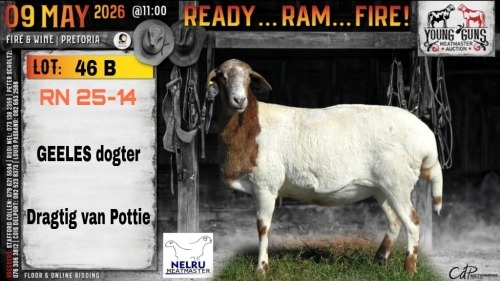 1 X MEATMASTER RECORDED PREGNANT EWE Nelru Meatmasters